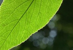 叶子视频,探索自然之美，感受生命律动